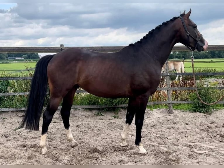 KPR Wałach 5 lat 160 cm Gniada in Barneveld