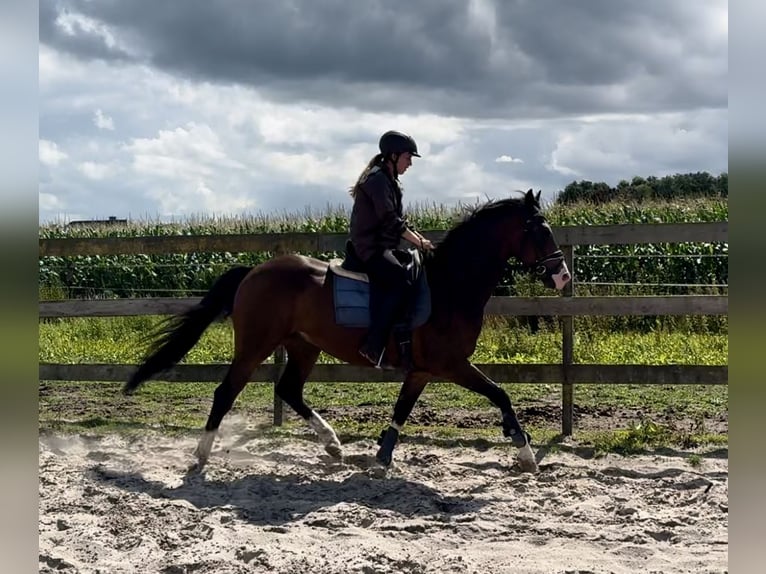 KPR Wałach 5 lat 160 cm Gniada in Barneveld