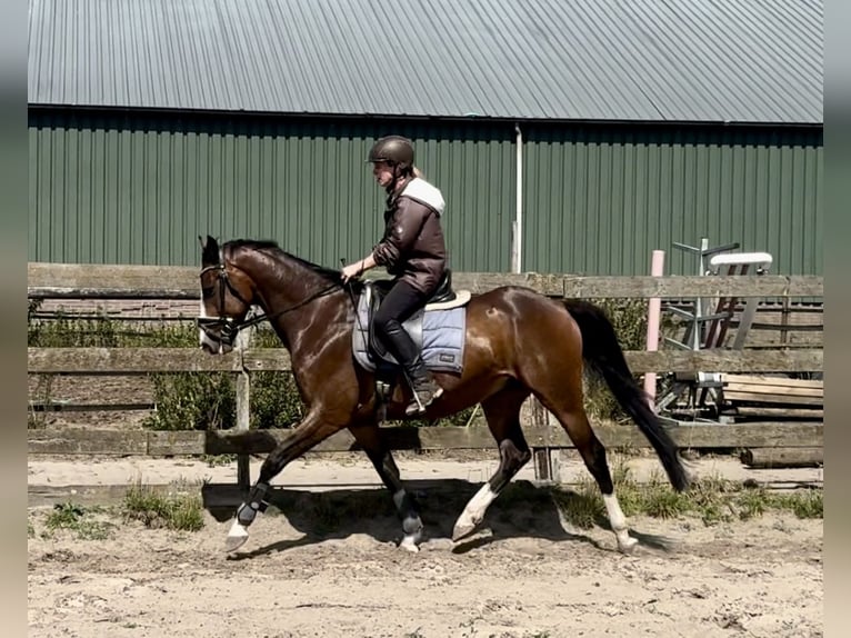 KPR Wałach 5 lat 160 cm Gniada in Barneveld