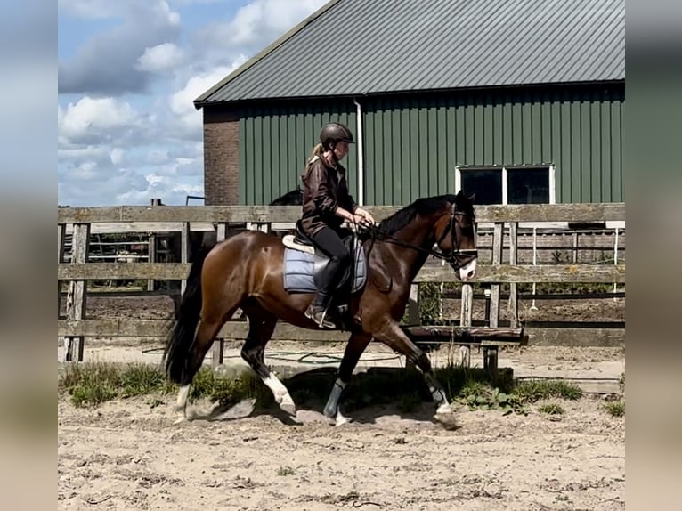 KPR Wałach 5 lat 160 cm Gniada in Barneveld