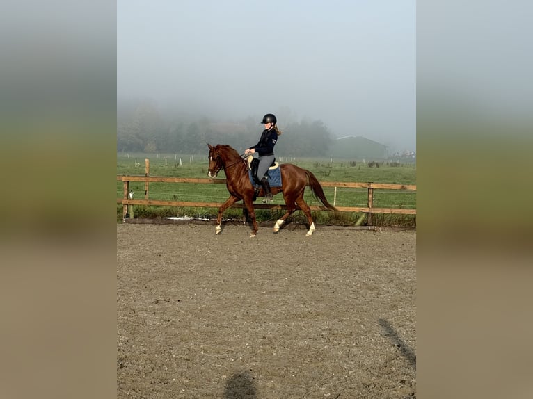 KPR Wałach 6 lat 143 cm Kasztanowata in Wieringerwerf