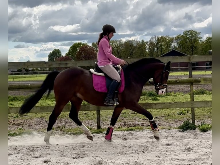 KPR Wałach 6 lat 160 cm Ciemnogniada in Barneveld