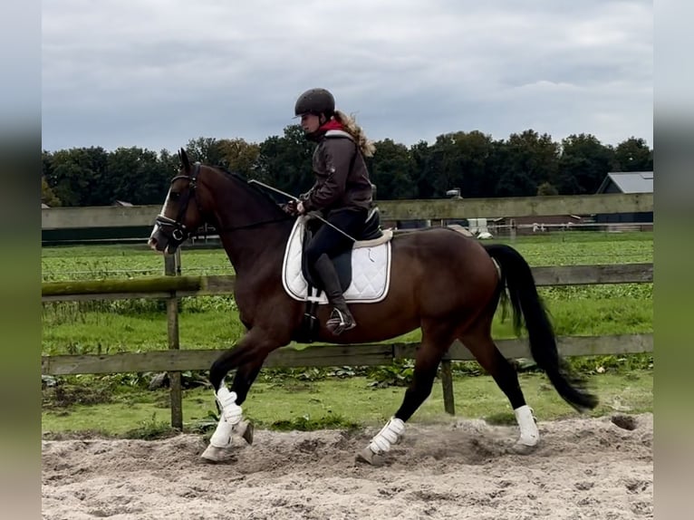 KPR Wałach 6 lat 160 cm Gniada in Barneveld