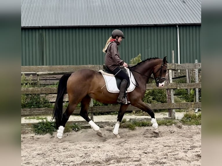 KPR Wałach 6 lat 160 cm Gniada in Barneveld