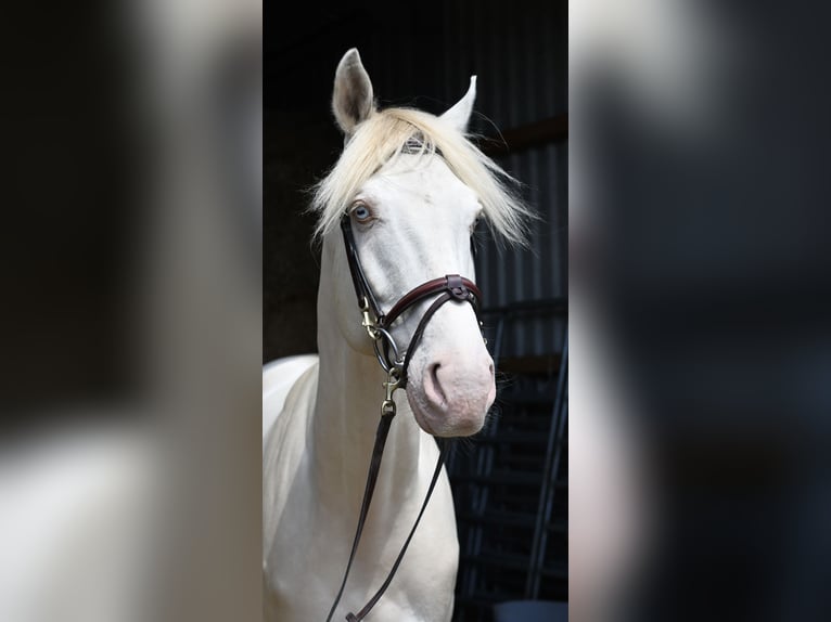 KPR Wałach 7 lat 168 cm Cremello in Geilenkirchen
