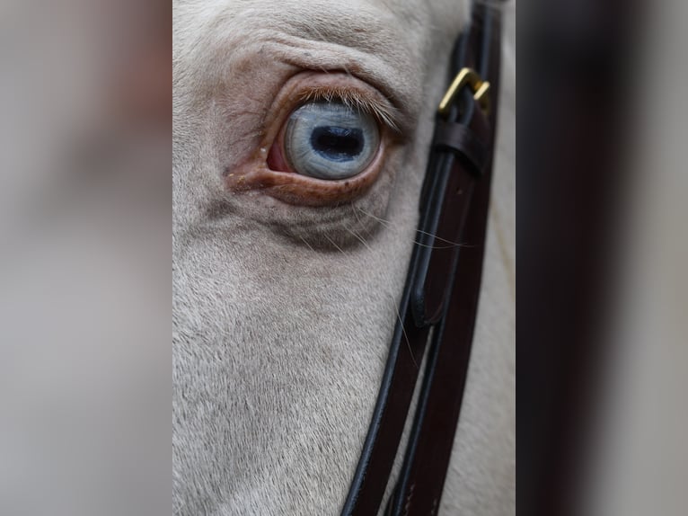 KPR Wałach 7 lat 168 cm Cremello in Geilenkirchen