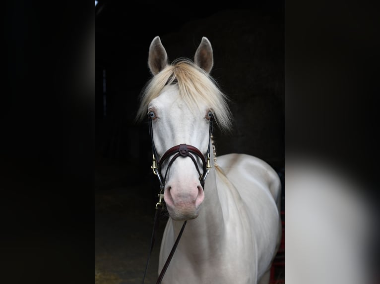 KPR Wałach 7 lat 168 cm Cremello in Geilenkirchen