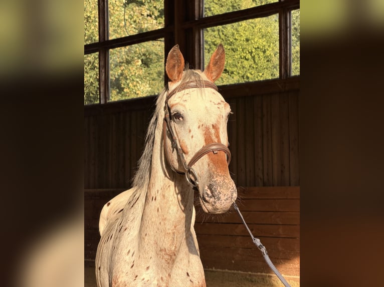 KPR Wałach 7 lat 175 cm Tarantowata in halle