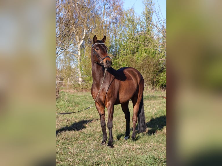 KPR Wałach 9 lat 148 cm Gniada in Alzenau in Unterfranken