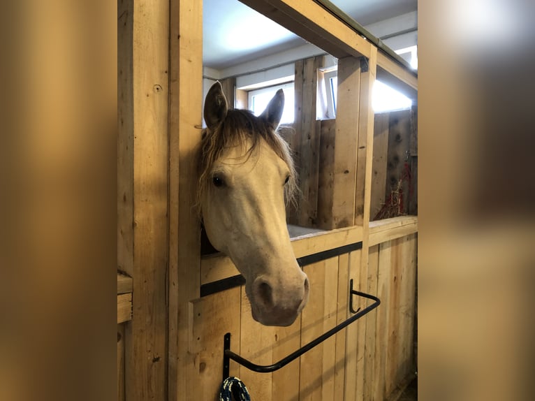 KPR Wałach 9 lat 152 cm Szampańska in Groß Siegharts