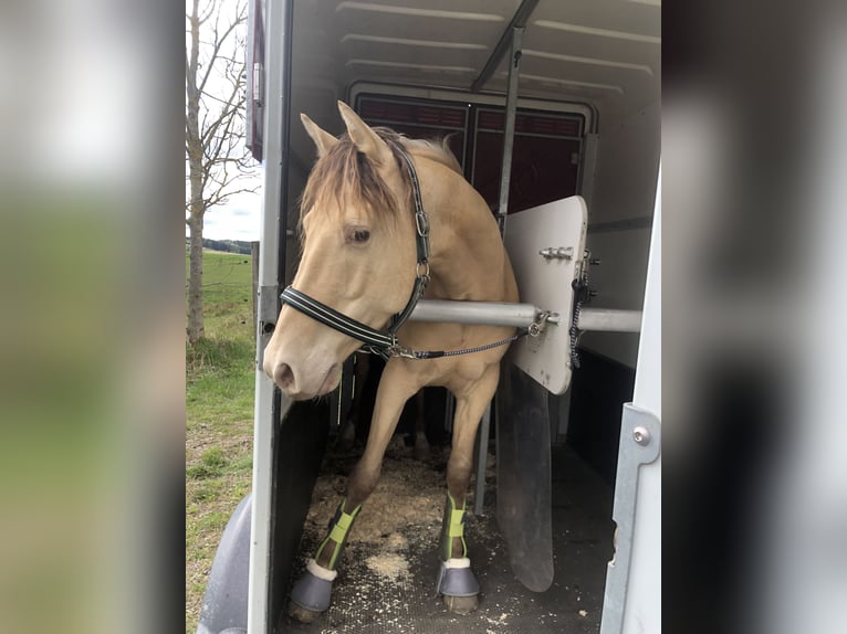 KPR Wałach 9 lat 152 cm Szampańska in Groß Siegharts