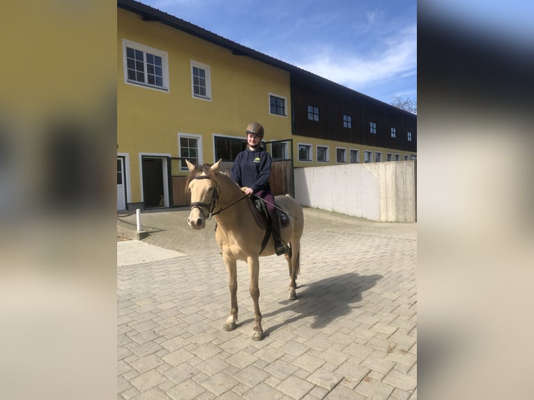 KPR Wałach 9 lat 152 cm Szampańska in Groß Siegharts