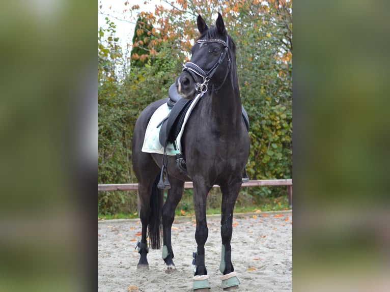 KPR Wałach 10 lat 148 cm Kara in Driehuizen