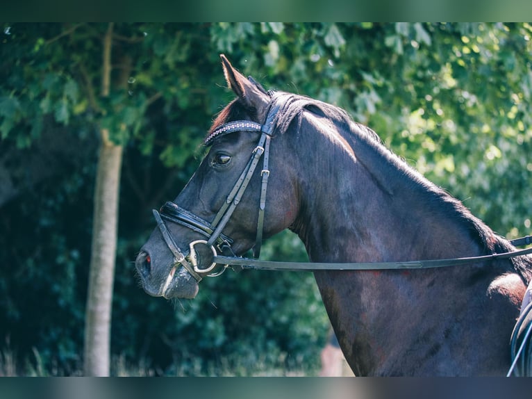 KPR Wałach 10 lat 148 cm Kara in Driehuizen