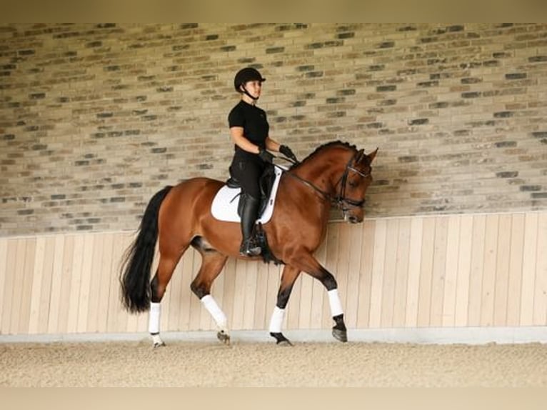 KPR Wałach 10 lat 157 cm Gniada in Nieuwe Niedorp