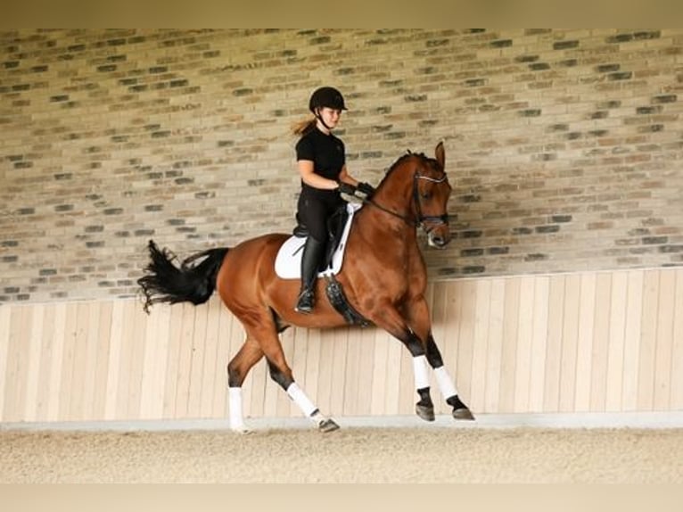 KPR Wałach 10 lat 157 cm Gniada in Nieuwe Niedorp