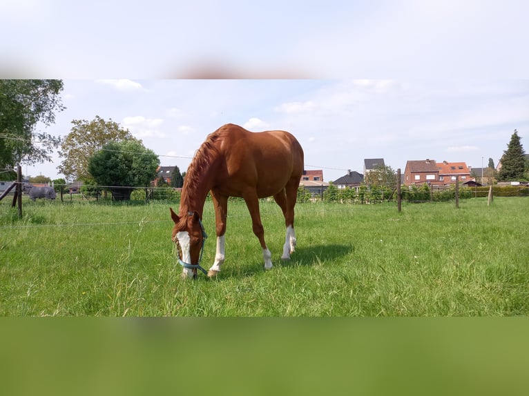 KPR Wałach 17 lat 148 cm Kasztanowata in Nederokkerzeel