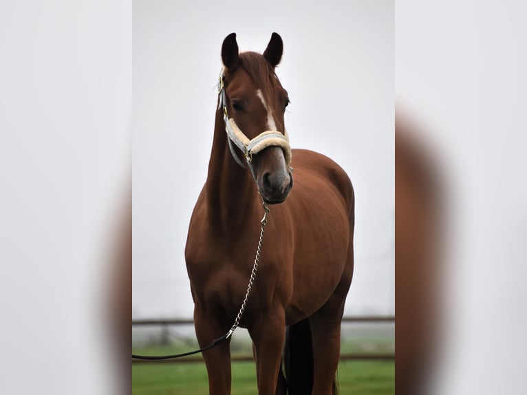 KPR Wałach 2 lat 155 cm Kasztanowata in Oudewater