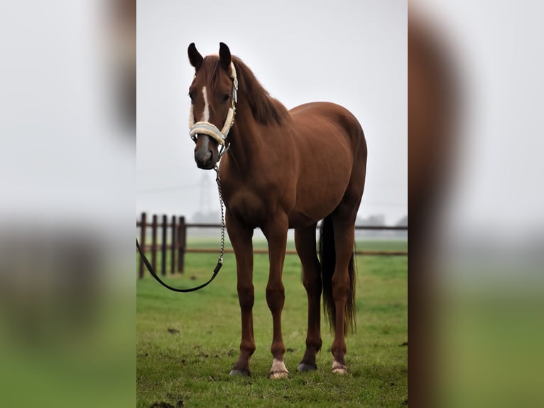 KPR Wałach 2 lat 155 cm Kasztanowata in Oudewater