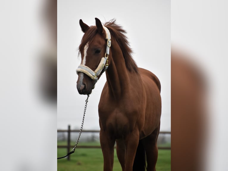 KPR Wałach 2 lat 155 cm Kasztanowata in Oudewater