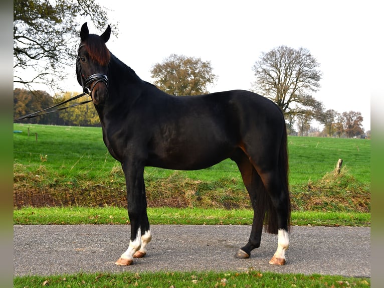 KPR Wałach 3 lat 137 cm Skarogniada in Markelo