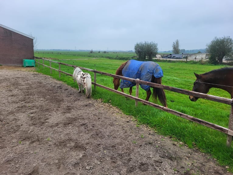 KPR Wałach 3 lat 155 cm Kasztanowata in Oudewater