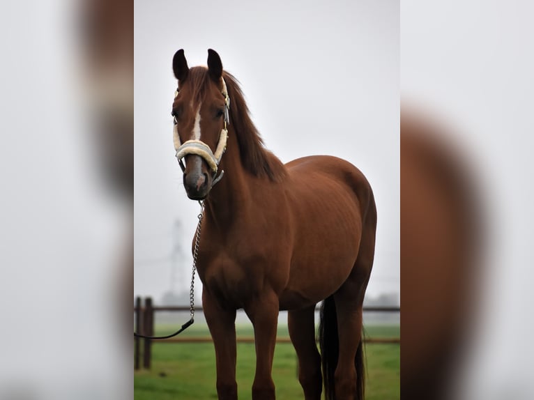 KPR Wałach 3 lat 155 cm Kasztanowata in Oudewater