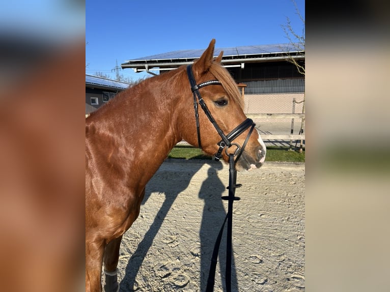 KPR Wałach 4 lat 145 cm Kasztanowata in M&#xFC;nsterM&#xFC;nster