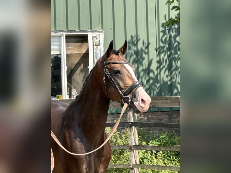 KPR Wałach 4 lat 160 cm Ciemnogniada in Barneveld