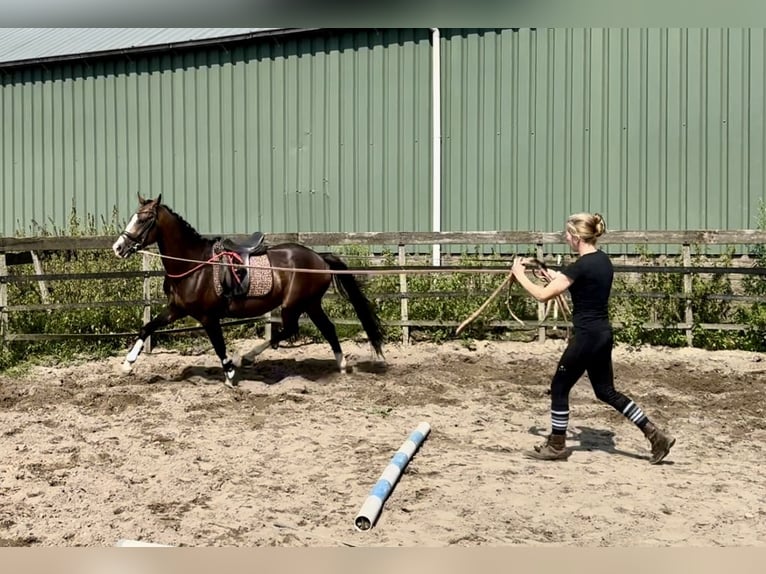 KPR Wałach 4 lat 160 cm Gniada in Barneveld