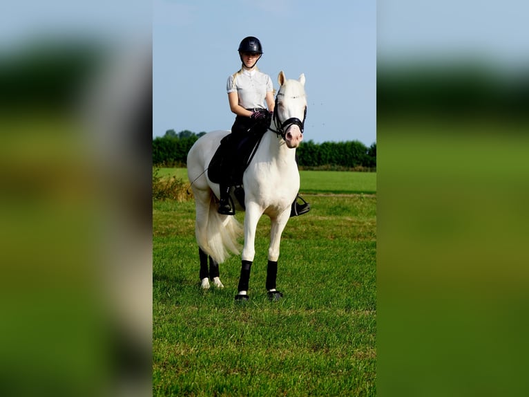 KPR Wałach 5 lat 154 cm Cremello in Hellouw