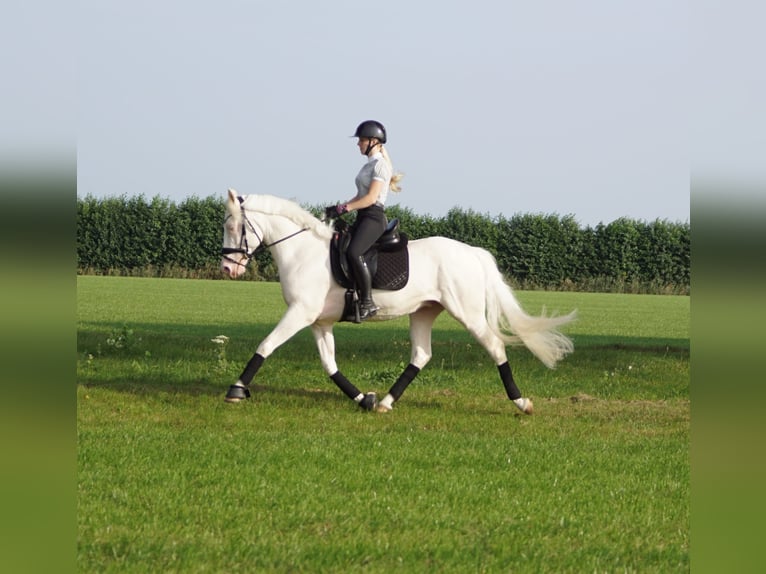 KPR Wałach 5 lat 154 cm Cremello in Hellouw