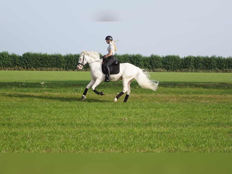 KPR Wałach 5 lat 154 cm Cremello in Hellouw