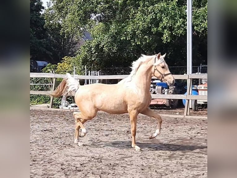 KPR Wałach 6 lat 155 cm Izabelowata in De Rijp