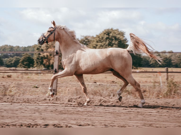 KPR Wałach 6 lat 155 cm Izabelowata in De Rijp