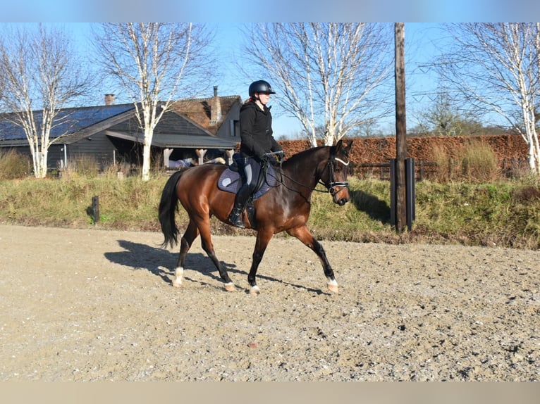 KPR Wałach 7 lat 160 cm Gniada in Prinsenbeek