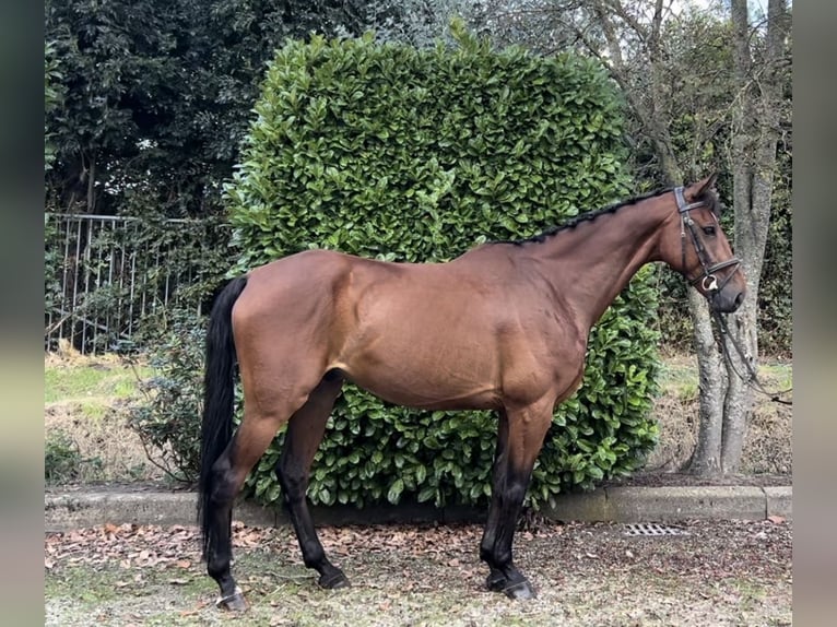 KPR Wałach 7 lat 166 cm Gniada in Oud Gastel