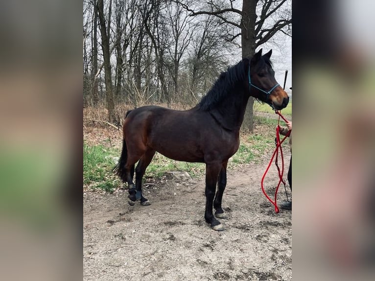 KPR Wałach 8 lat 155 cm Gniada in Laarne