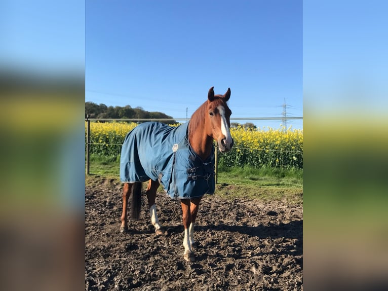 KPR Mix Wałach 8 lat 156 cm Kasztanowata in Hünfelden