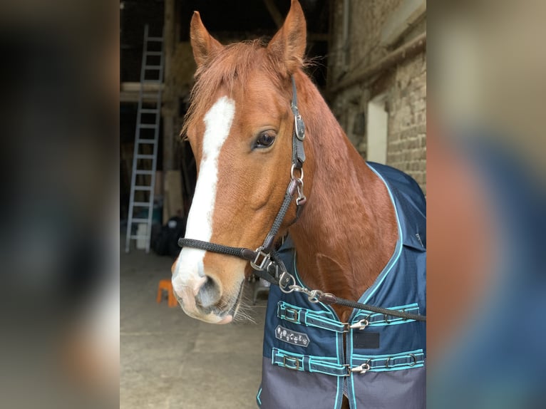 KPR Mix Wałach 8 lat 156 cm Kasztanowata in Hünfelden