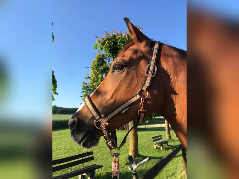 KPR Mix Wałach 8 lat 156 cm Kasztanowata in Hünfelden