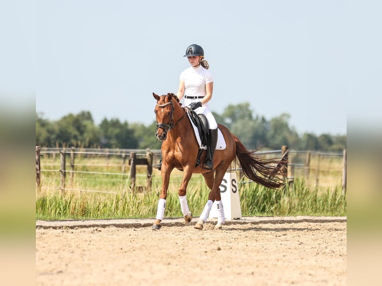 KPR Wałach 9 lat 148 cm Kasztanowata in Den Dolder