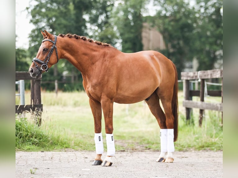 KPR Wałach 9 lat 148 cm Kasztanowata in Den Dolder