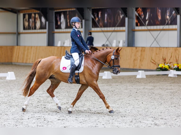 KPR Wałach 9 lat 148 cm Kasztanowata in Scherpenzeel