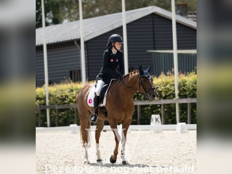 KPR Wałach 9 lat 148 cm Kasztanowata in Scherpenzeel