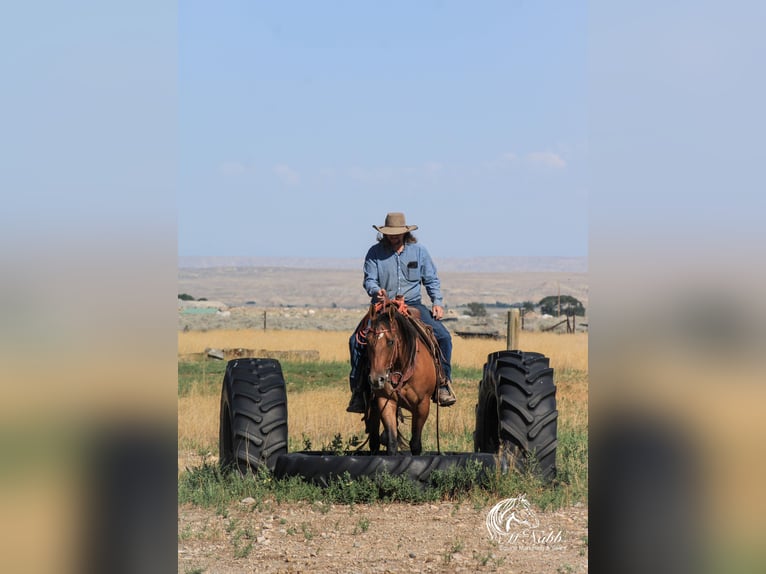 Kuc amerykański-Americas Klacz 3 lat 145 cm Bułana in Cody WY