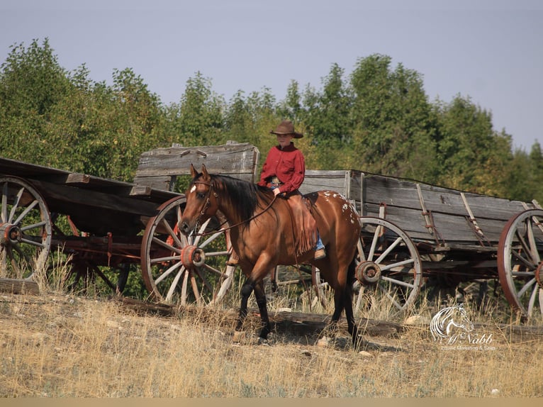 Kuc amerykański-Americas Klacz 3 lat 145 cm Bułana in Cody WY