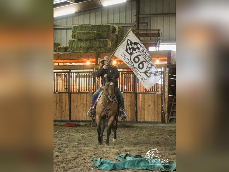 Kuc amerykański-Americas Klacz 3 lat 145 cm Bułana in Cody WY