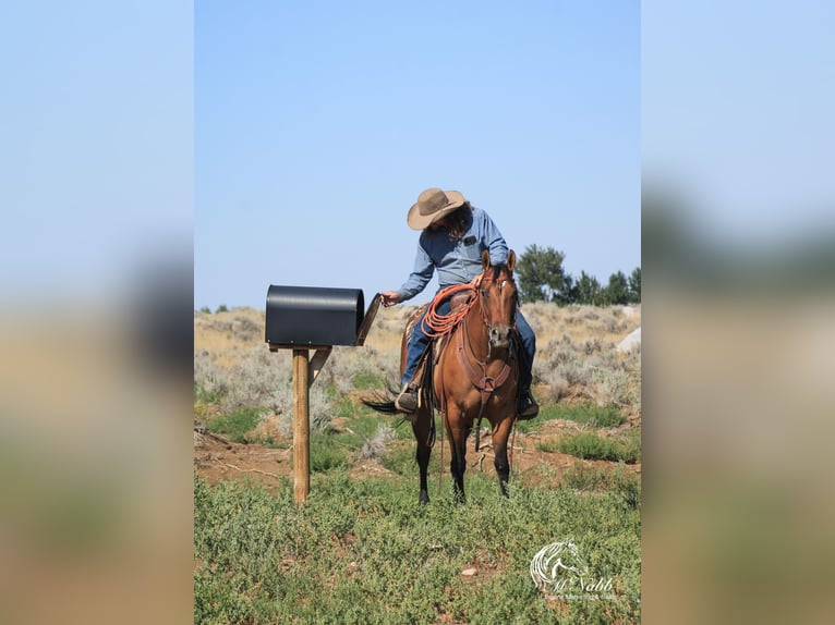 Kuc amerykański-Americas Klacz 3 lat 145 cm Bułana in Cody WY