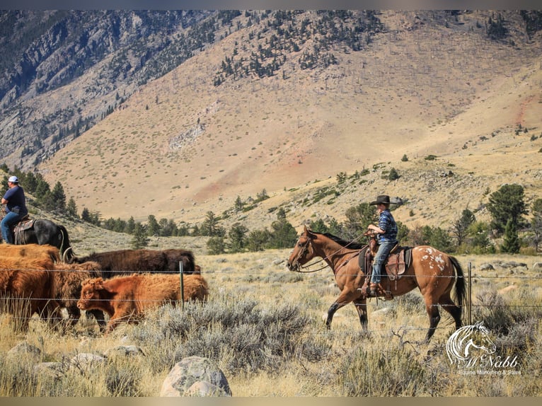 Kuc amerykański-Americas Klacz 4 lat 145 cm Bułana in Cody WY